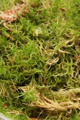 Sphagnum Moos Lebend 200g - Nahaufnahme