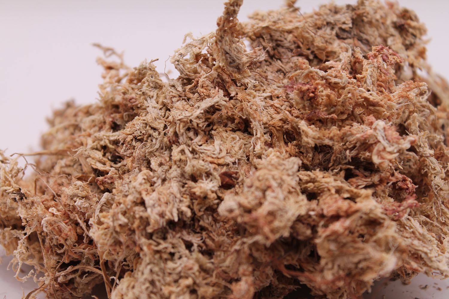 Sphagnum Moos Trocken 100g - Nahaufnahme
