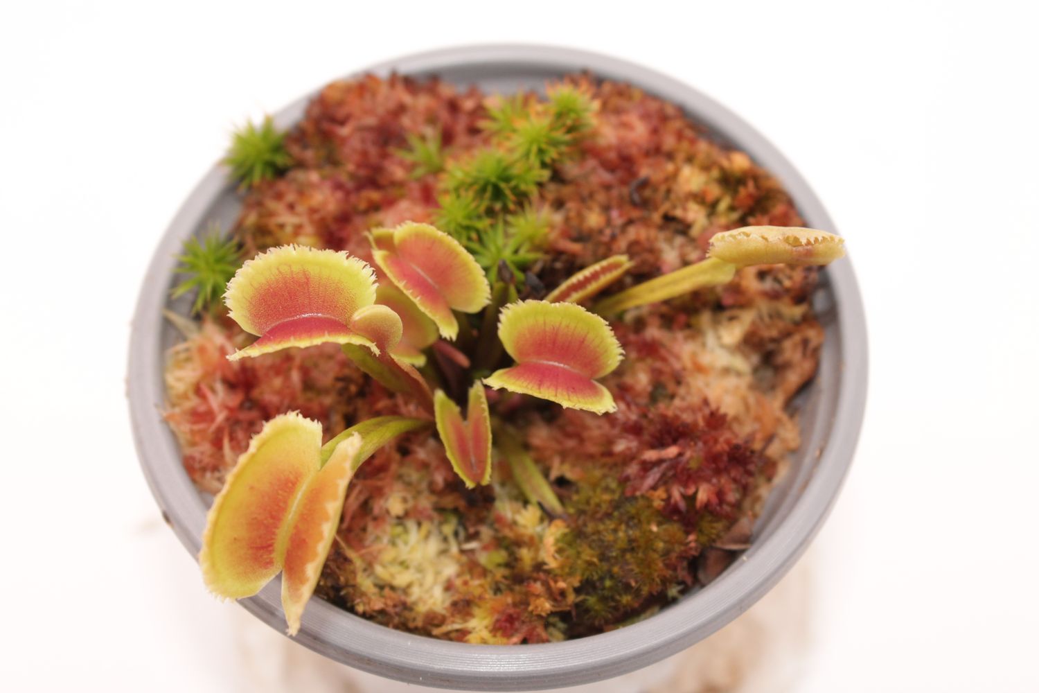 Dionaea muscipula TDK #3 im Topf