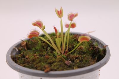 Dionaea muscipula Spider im Topf