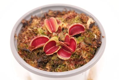 Dionaea muscipula Whale im Topf