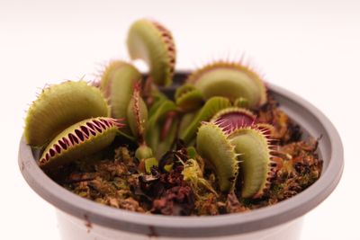 Dionaea muscipula Tiger Fangs im Topf