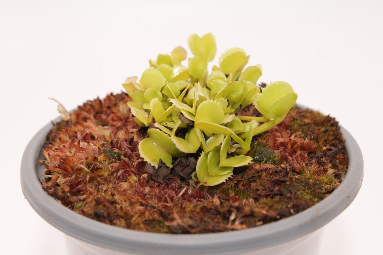 Dionaea muscipula Werewolf im Topf