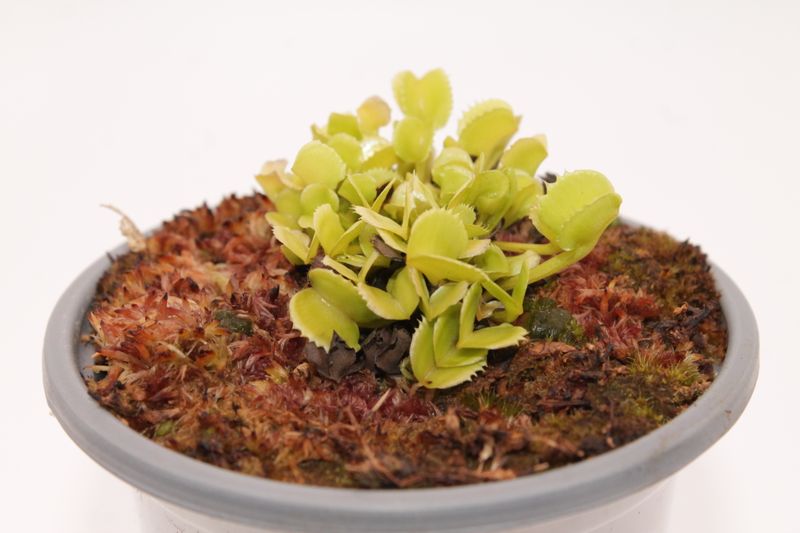 Dionaea muscipula Werewolf im Topf