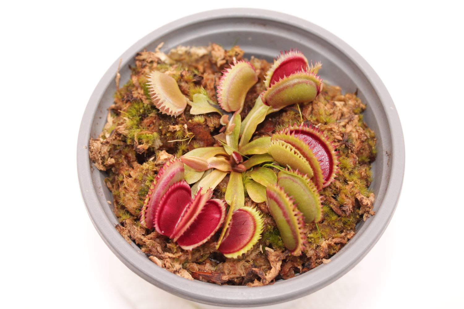 Dionaea muscipula White Mamba II im Topf