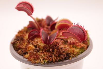 Dionaea muscipula Wine Mouth im Topf