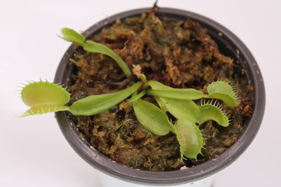 Dionaea muscipula Harlequin im Topf