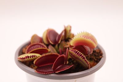 Dionaea muscipula Sandokan im Topf
