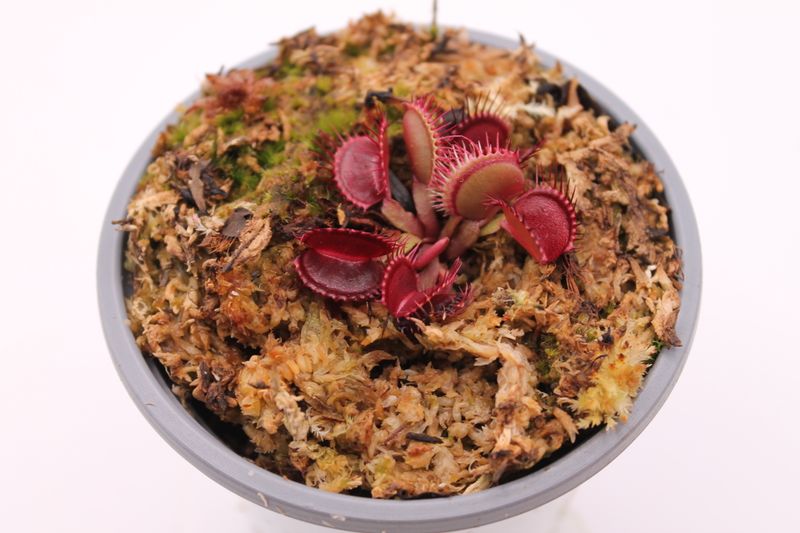 Dionaea muscipula Fangzahn im Topf