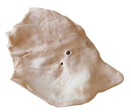 BONES DOG PIG EARS FD TREAT 18PC 4=CS