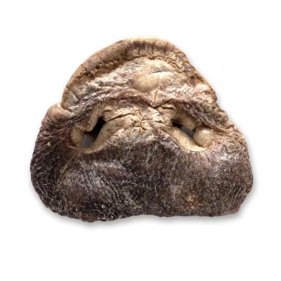 BONES DOG PIG SNOUTS FD TREAT 14PC 4=CS