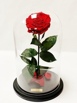 Enchanted XXL Rose