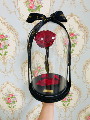Enchanted XXL Rose