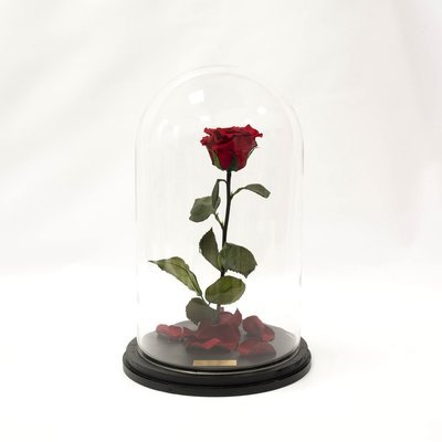 Enchanted Rose