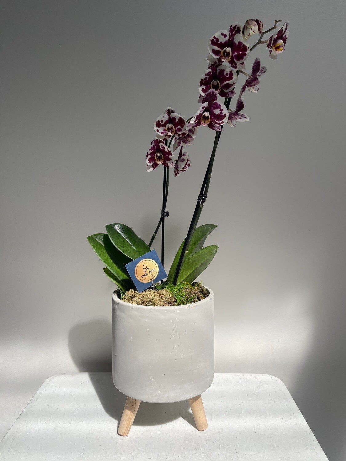 Blooming Orchid Plant