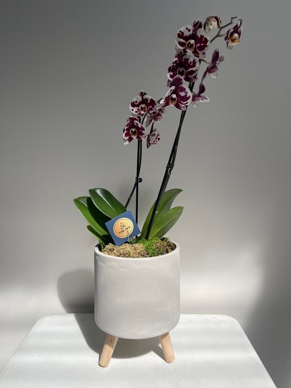Blooming Orchid Plant