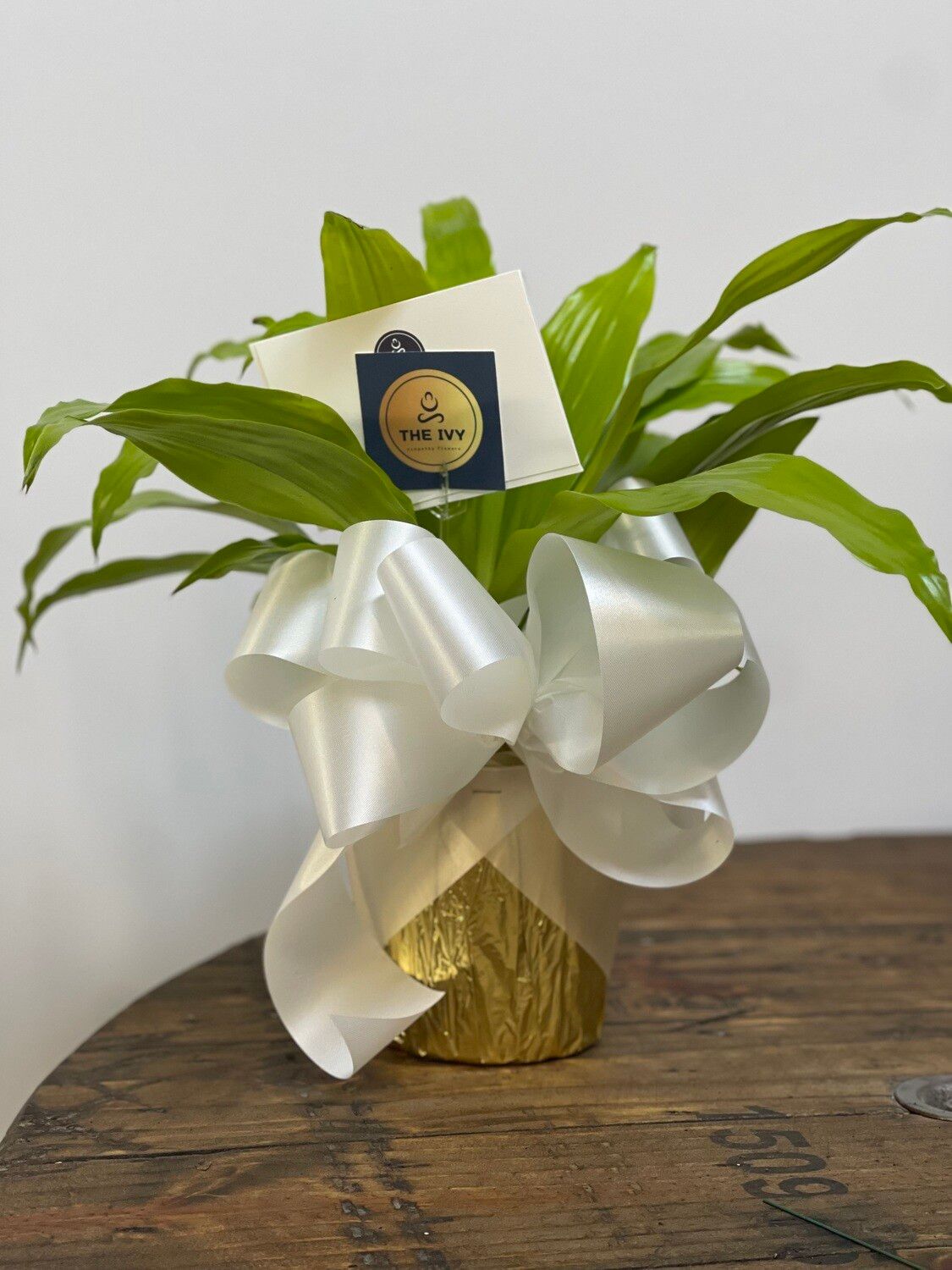 Aspidistra Potted Plant