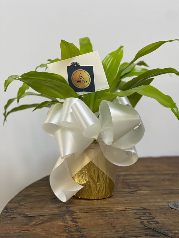 Aspidistra Potted Plant