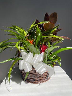 Plants