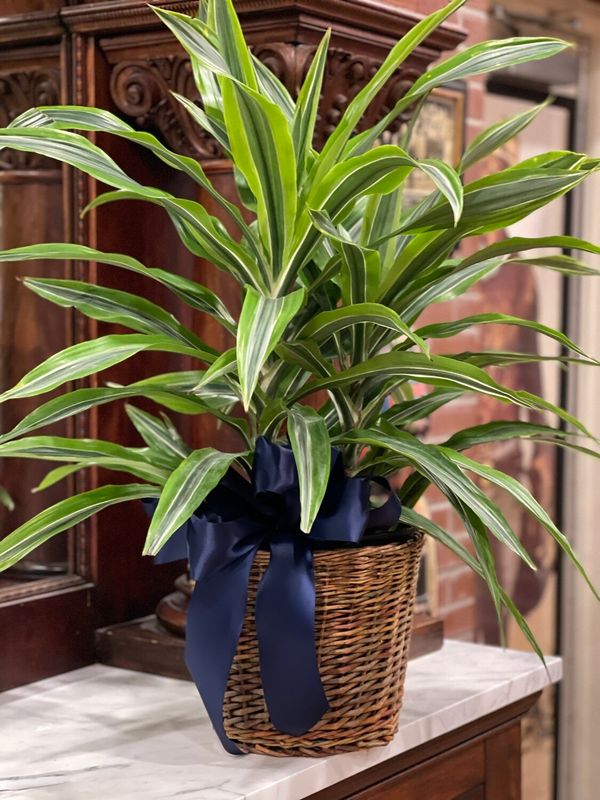 Designers Choice Large Plant