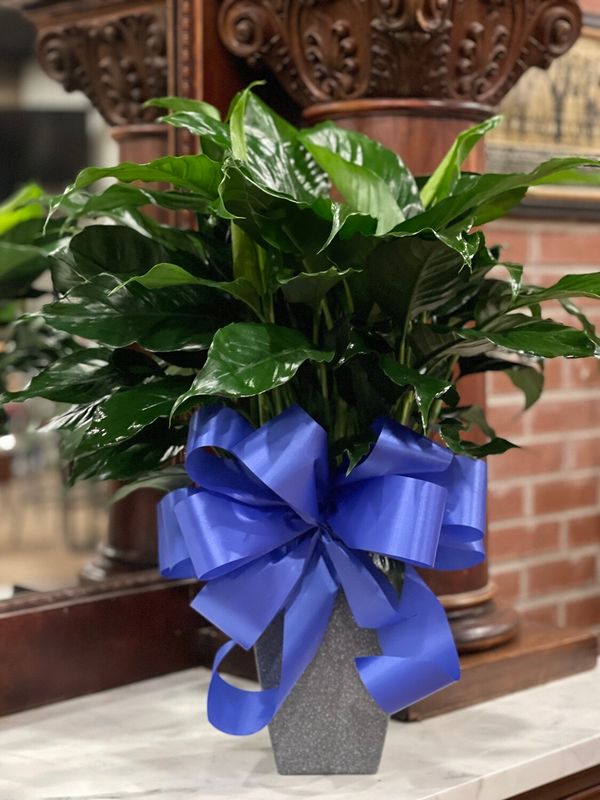 Designers Choice Medium Plant