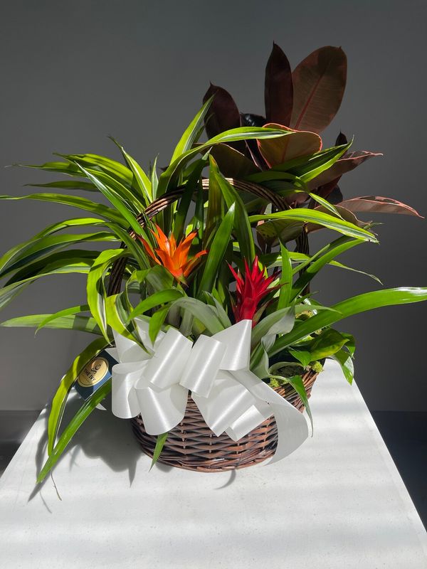 Deluxe Mixed Plant Basket