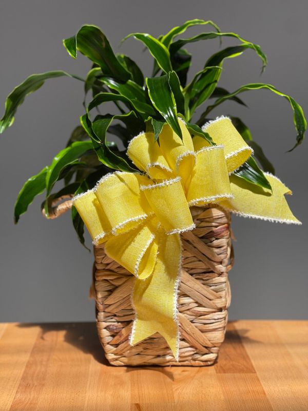 Dracaena Plant Basket