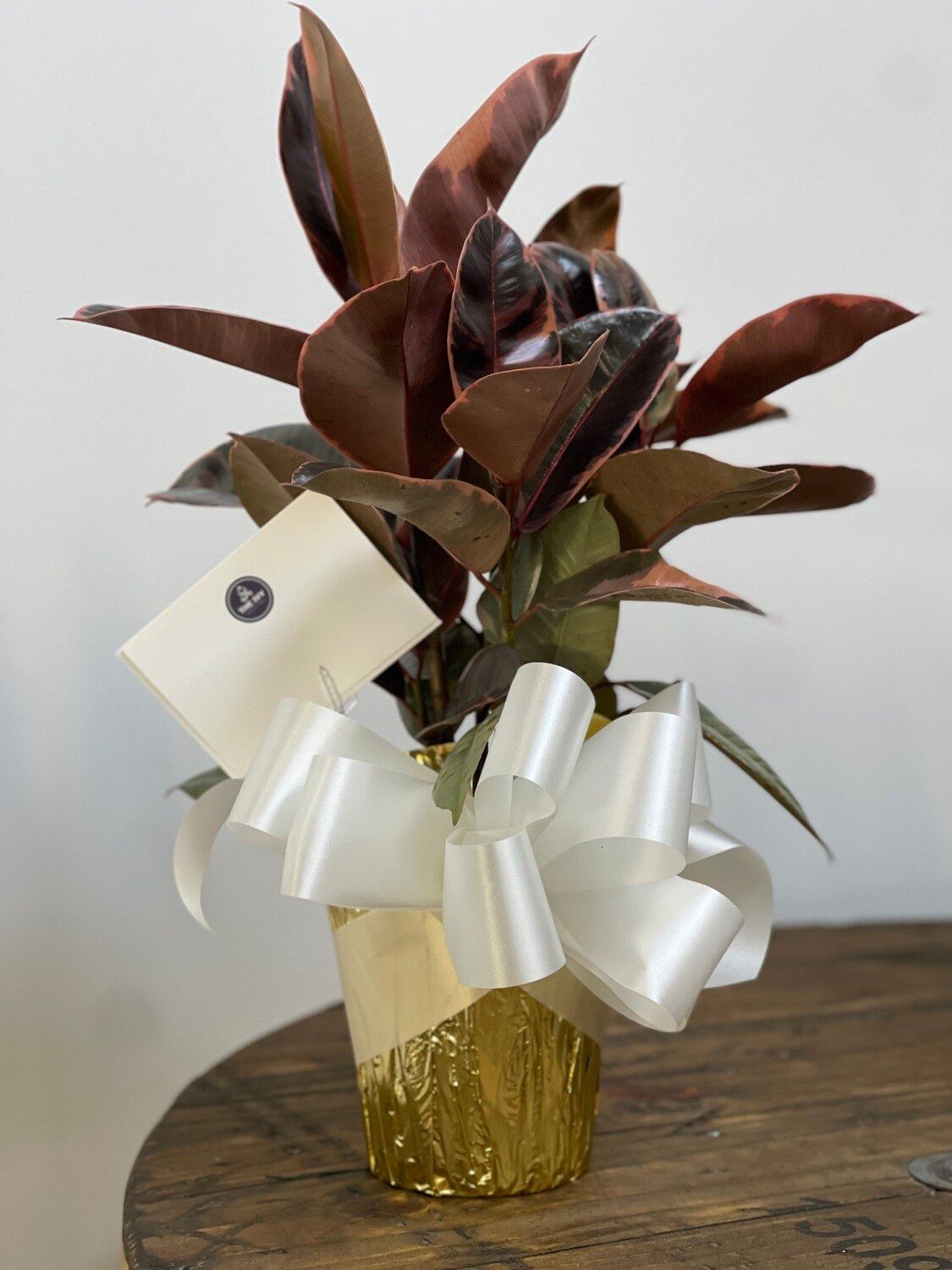 Ficus Burgundy Rubber Plant
