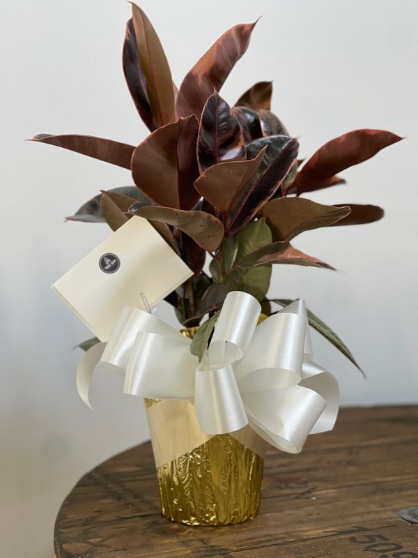 Ficus Burgundy Rubber Plant