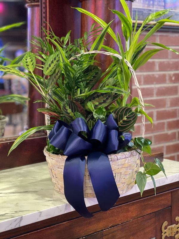 Designer Choice Plant Basket