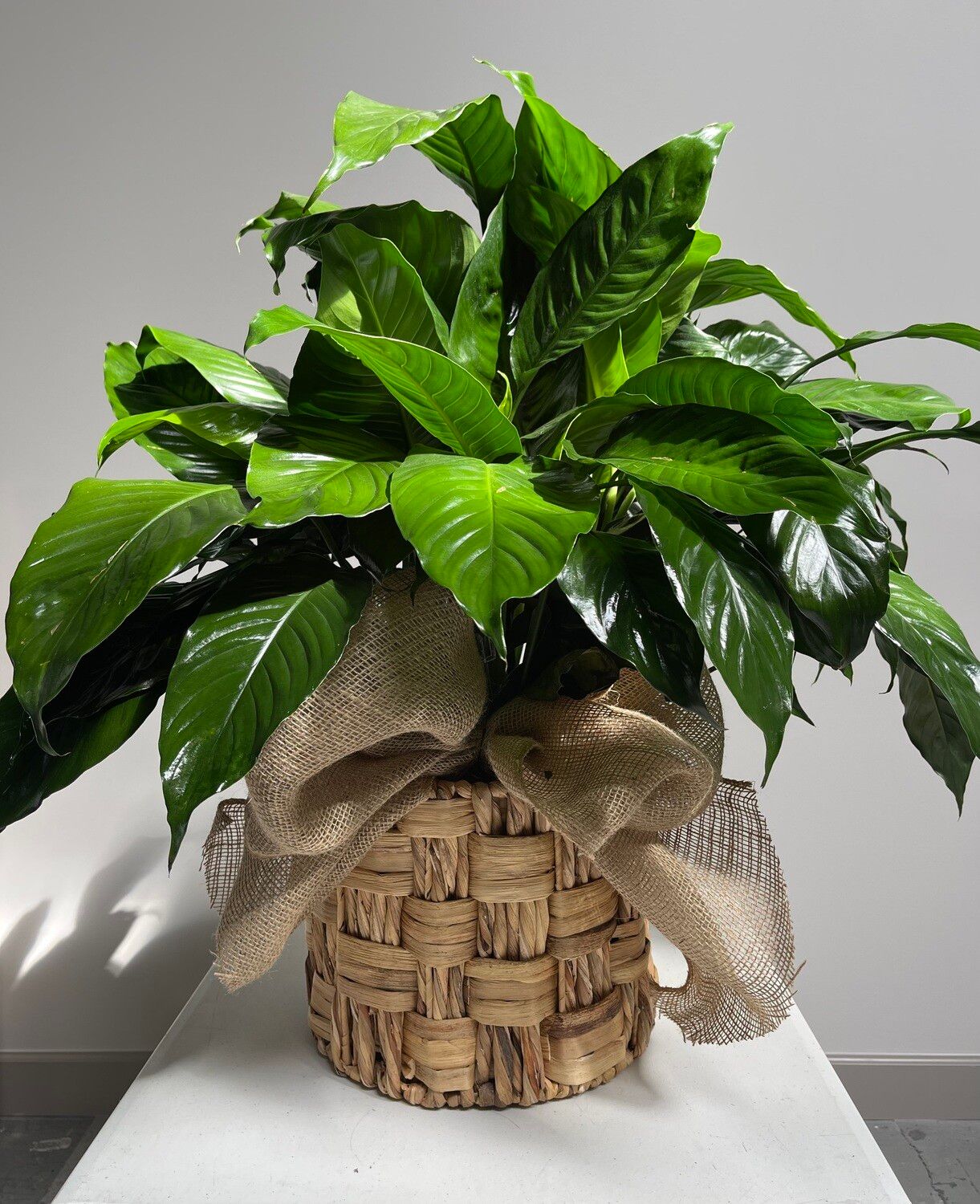 Large Peace Lily Plant