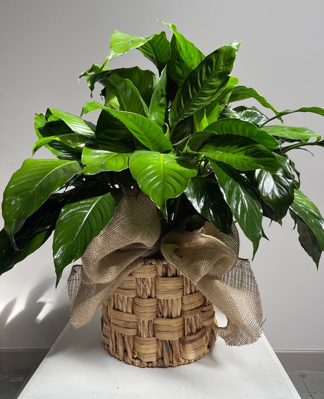 Large Peace Lily Plant
