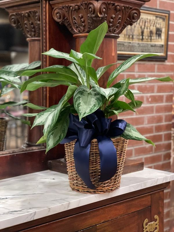 Potted Plant - Small