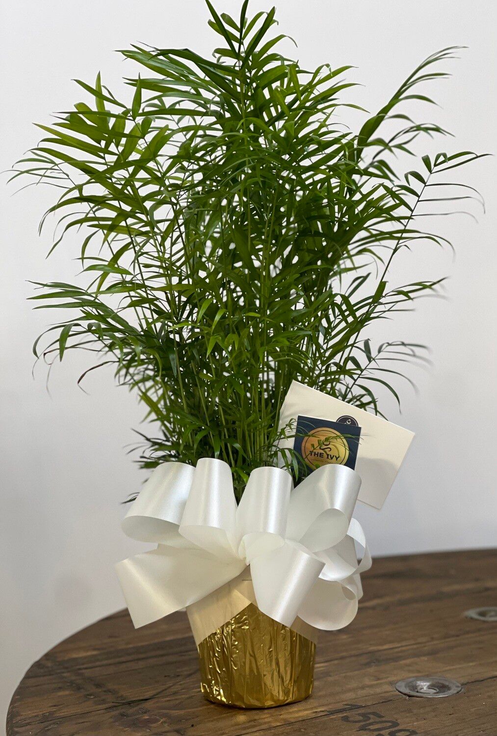 Potted Areca Palm Plant