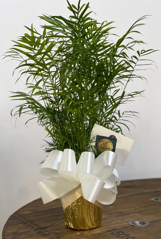 Potted Areca Palm Plant