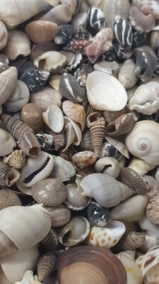 Mixed Natural Shells 100g