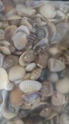 Tiny Mixed Natural Shells 100g for ocean art
