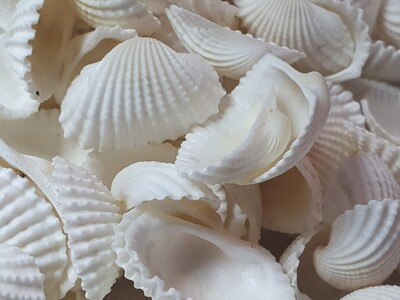 WHITE Natural Shells 100g 2-3 cm for ocean art