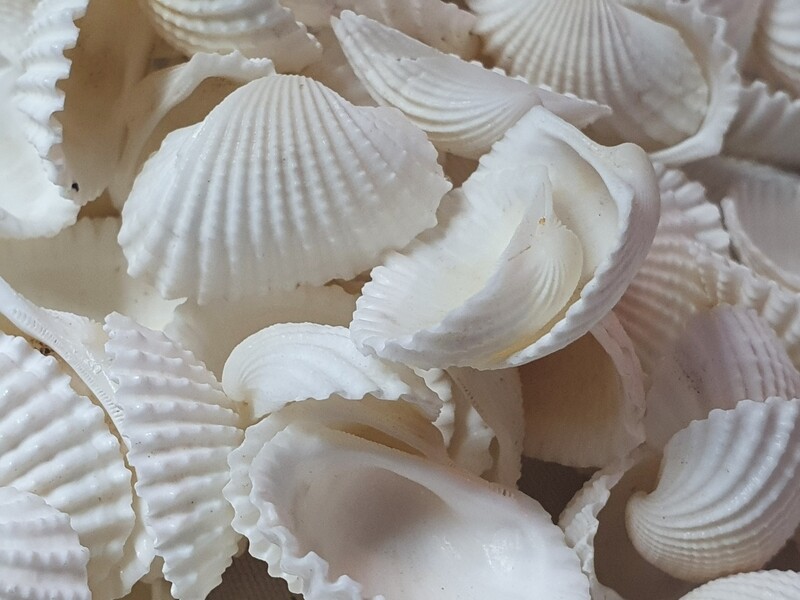 WHITE Natural Shells 100g 2-3 cm for ocean art WHITE Natural Shells 100g 2-3 cm for ocean art