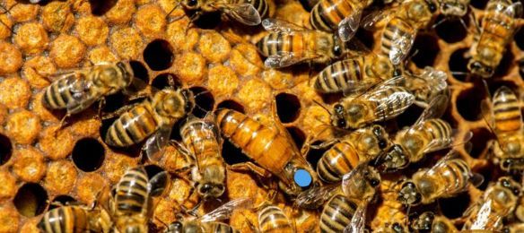 Italian Queen Bee