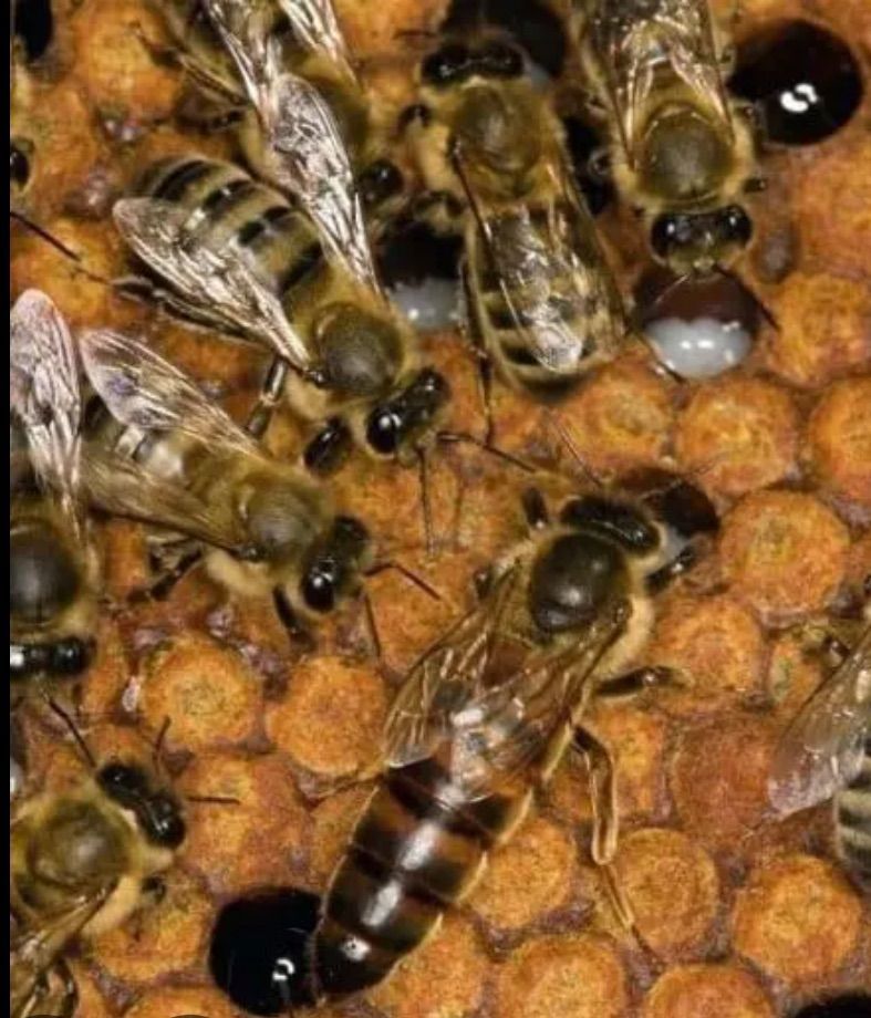 Russian Queen Bee