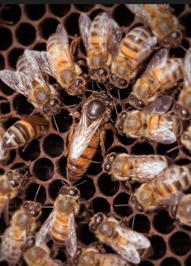 Carniolan Queen Bee