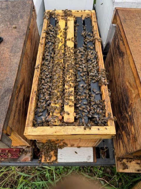 Nucleus Colony (NUCS)