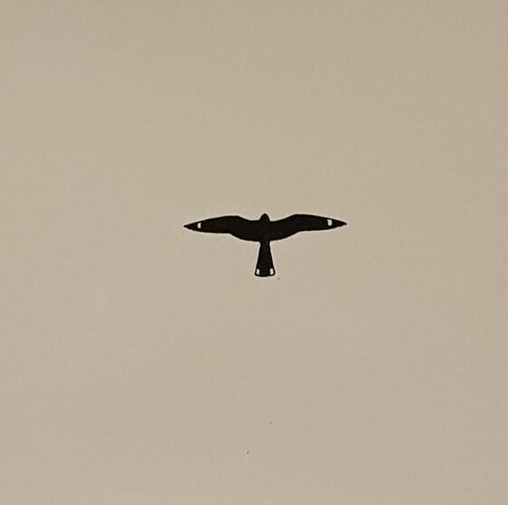 Nightjrrs - Goose Barnacle Goose/Dabbin Houses