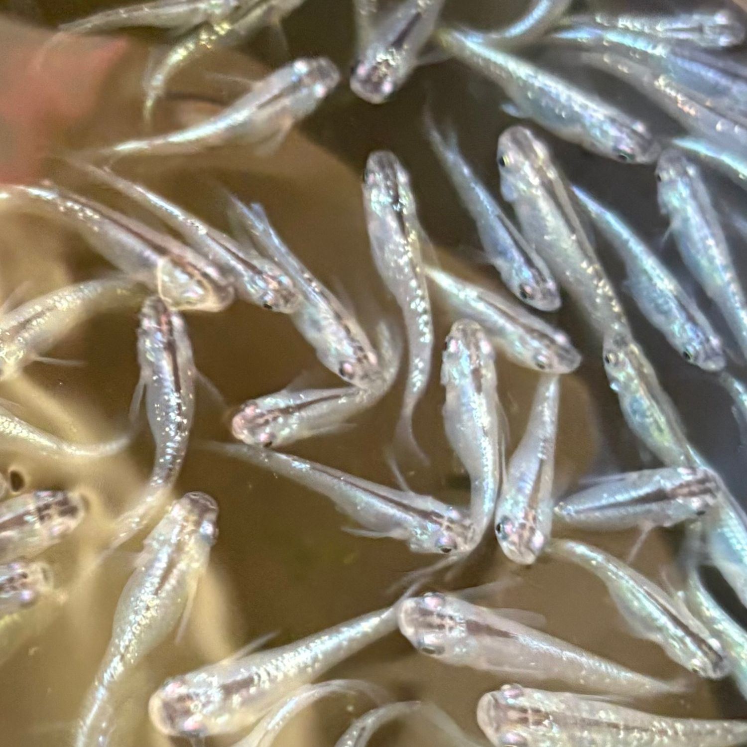 Diamond Dust Medaka/Rice Fish Pair