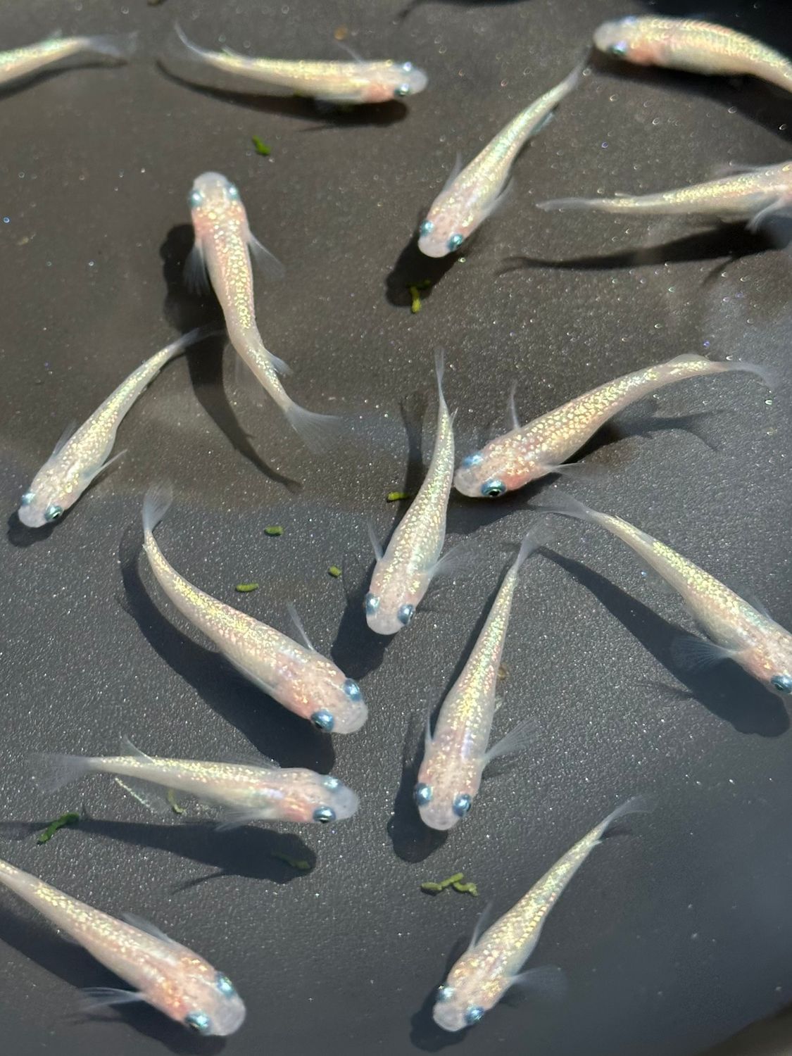 Pink Sapphire Medaka/Rice Fish Pair