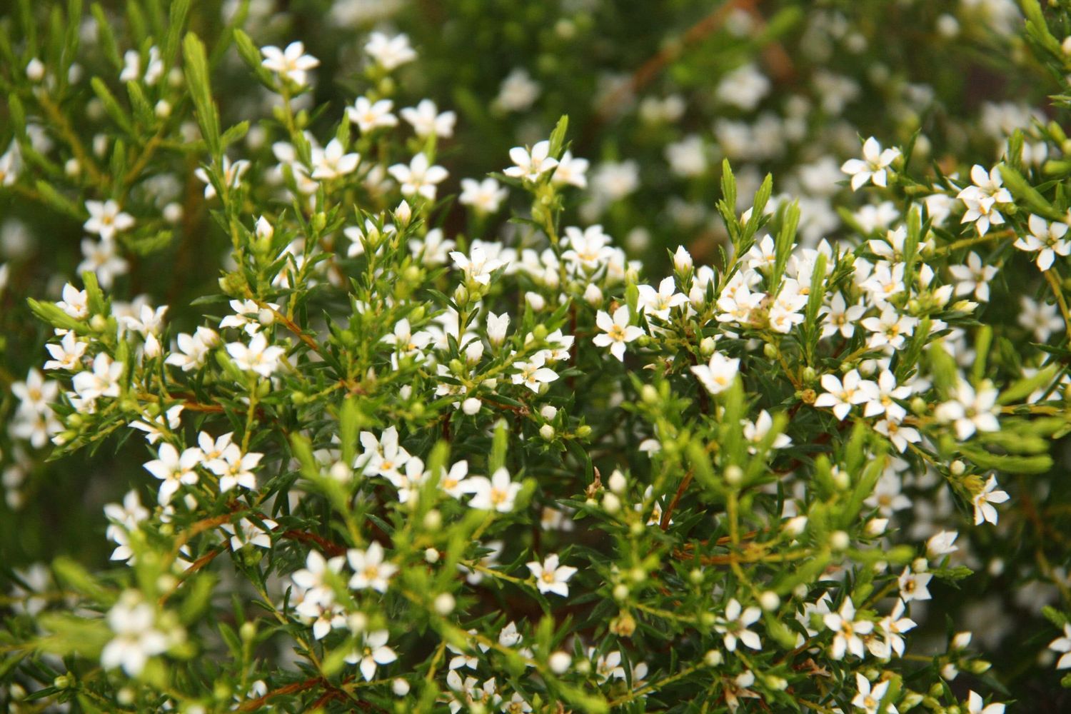 Coleonema Album Confetti Bush White Store Plant Growers Market Coleonema Album Confetti Bush White Store Plant Growers Market