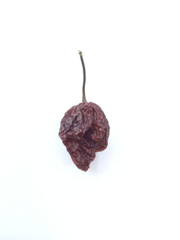 Chocolate Trinidad Moruga Scorpion (dried)
