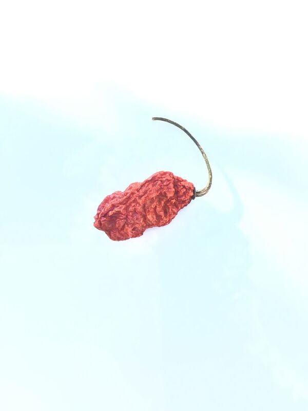 Ghost (dried)