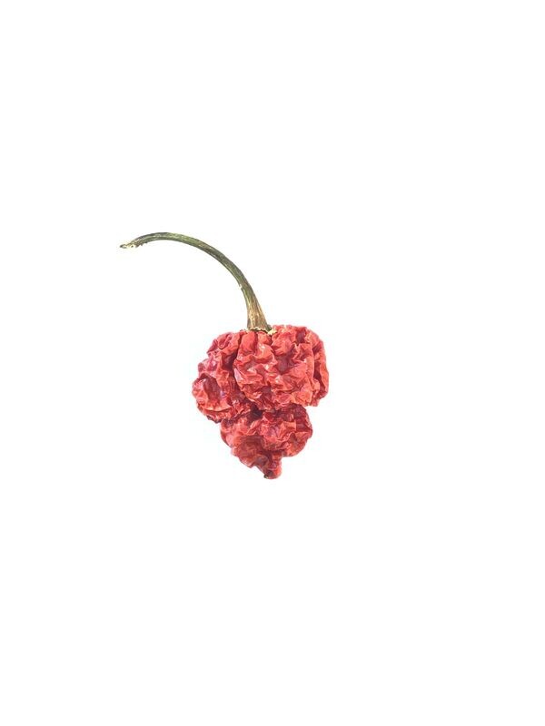 Butch T Scorpion (dried)